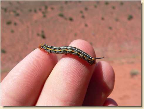 Colorful caterpillar in Utah