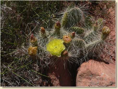 Cactus blossom on Parriott Mesa climb