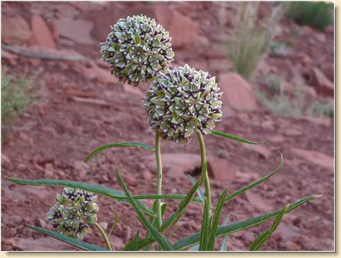 Interesting flowers near Parriott Mesa