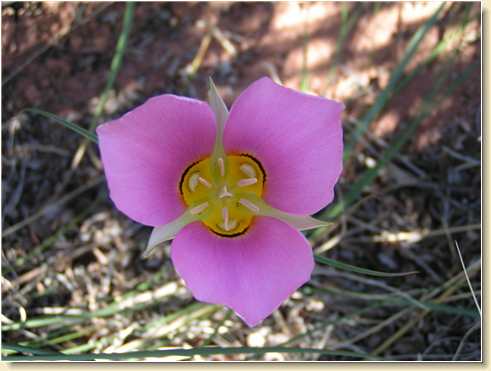 Sego Lily in Utah near Parriott Mesa
