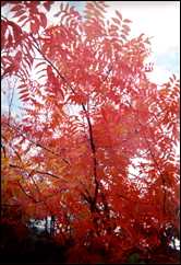Chinese Pistache in yard of Adams' home in Mosquito, California