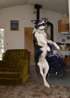 Bonnie catching toy