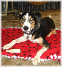 Huck, our Border Collie-Catahoula mix dog