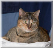 Our people-shy, mischevious cat Snoopy