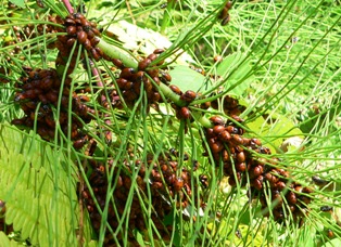 Ladybugs on horsetail stalk near Deer View