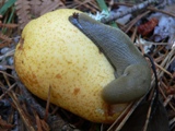 Slug eating a pear at Deer View
