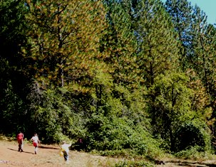 Homeschool kids leaving Deer View pear orchard